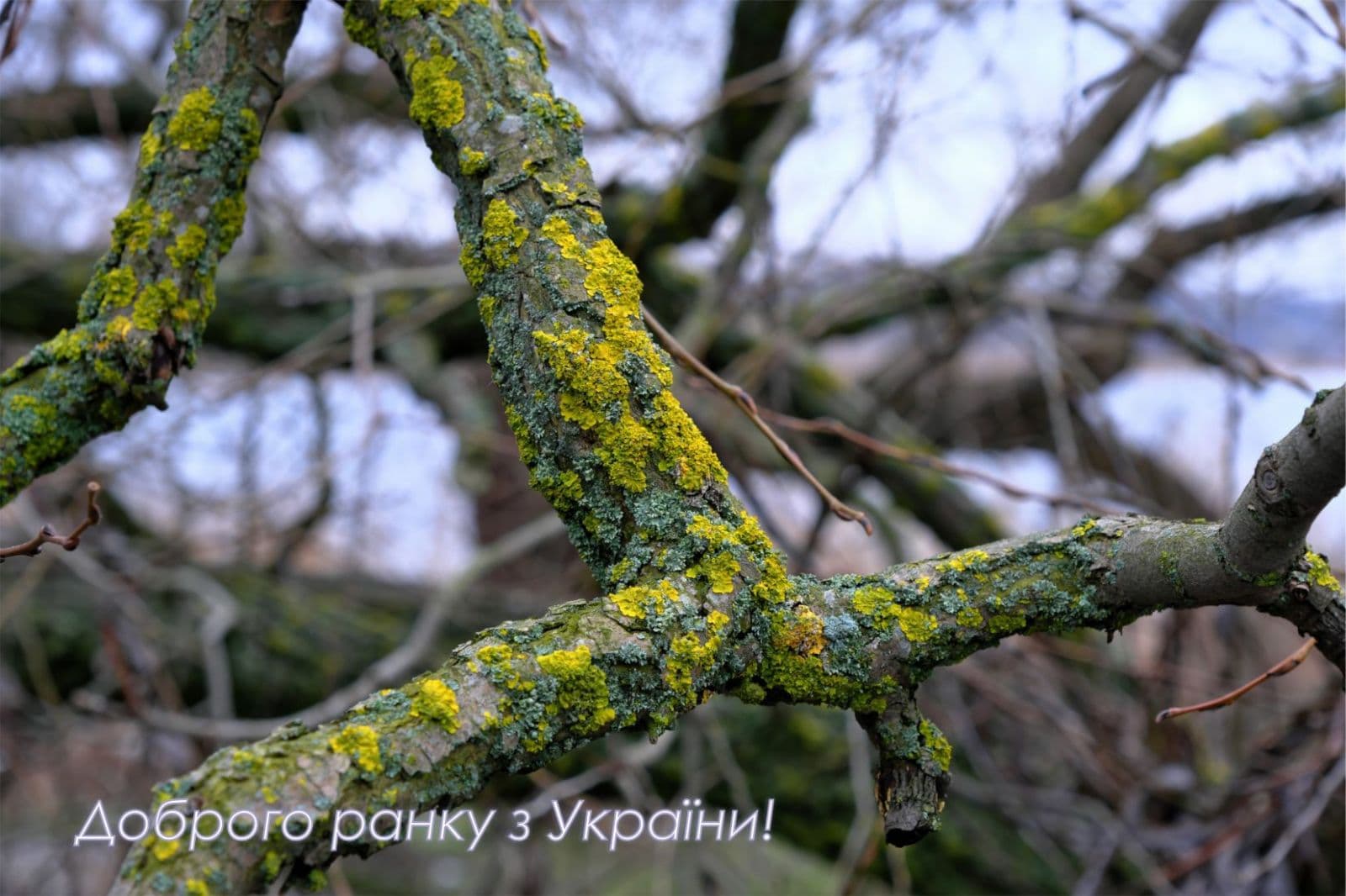 the branch of a tree